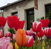Tiny Tea Shop - Accommodation Cooktown