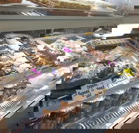 Maleny Seafoods - Accommodation Cooktown