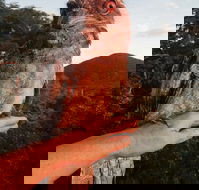 Cafe Anywhere - Accommodation Cooktown