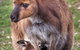 Mercure Kangaroo Island Lodge - thumb 38