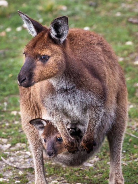 Mercure Kangaroo Island Lodge - Accommodation Cooktown 38