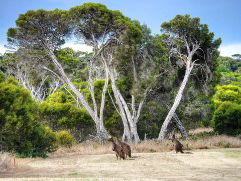 Mercure Kangaroo Island Lodge - Accommodation Cooktown 33