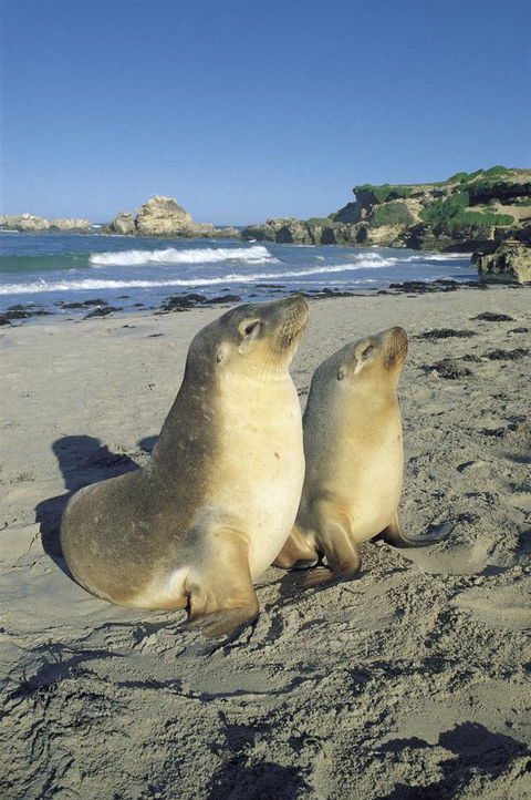 Kangaroo Island Seafront - Accommodation Cooktown 40