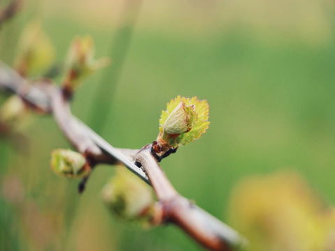 Lost In The Vines - Accommodation Cooktown 16