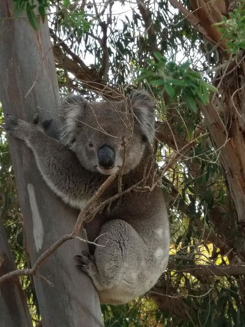 Lost In The Vines - Accommodation Cooktown 29