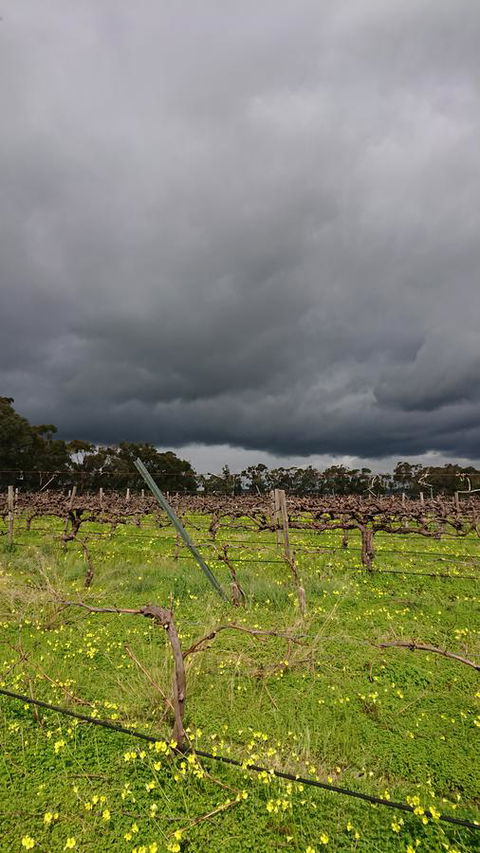 Lost In The Vines - Accommodation Cooktown 27