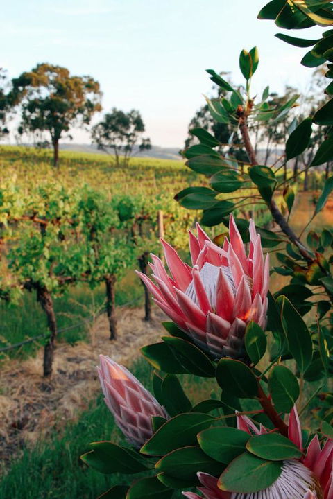 Lost In The Vines - Accommodation Cooktown 14