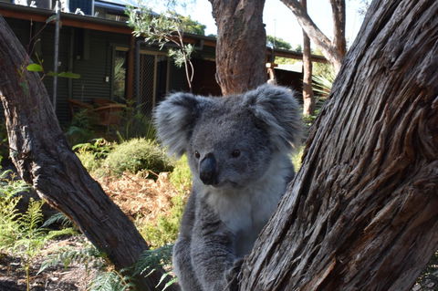 Kangaroo Island Wilderness Retreat - Accommodation Cooktown 6