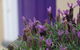 The Purple Door On Seaview - thumb 0