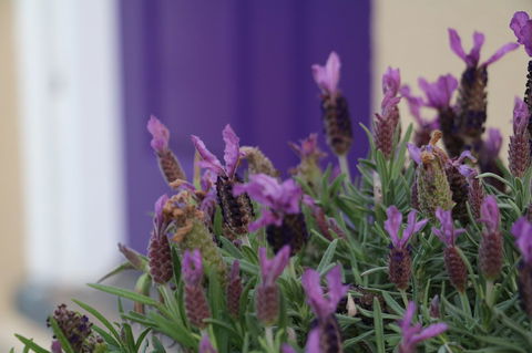 The Purple Door On Seaview - Accommodation Cooktown 0