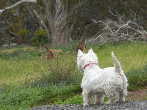 Molly's Chase - Accommodation Cooktown 27