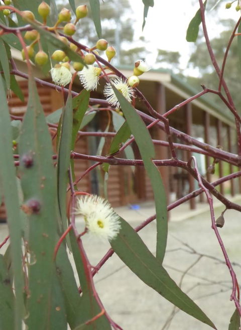 Molly's Chase - Accommodation Cooktown 9