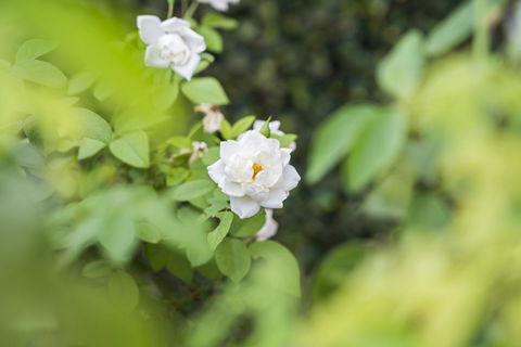 Garden City Motor Inn - Accommodation Cooktown 40