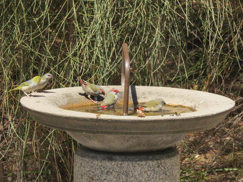 Kestrel Downs - Accommodation Cooktown 24