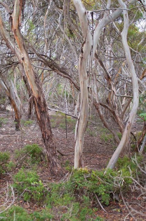 Kestrel Downs - Accommodation Cooktown 19