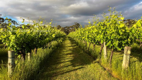 Shadow Creek McLaren Vale - Accommodation Cooktown 20