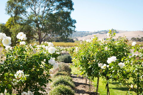 Barossa Vineyard Cottages - Accommodation Cooktown 1