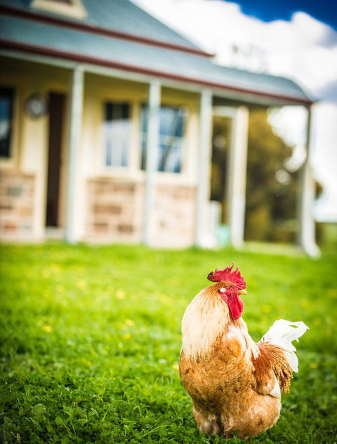 Barossa Vineyard Cottages - Accommodation Cooktown 39