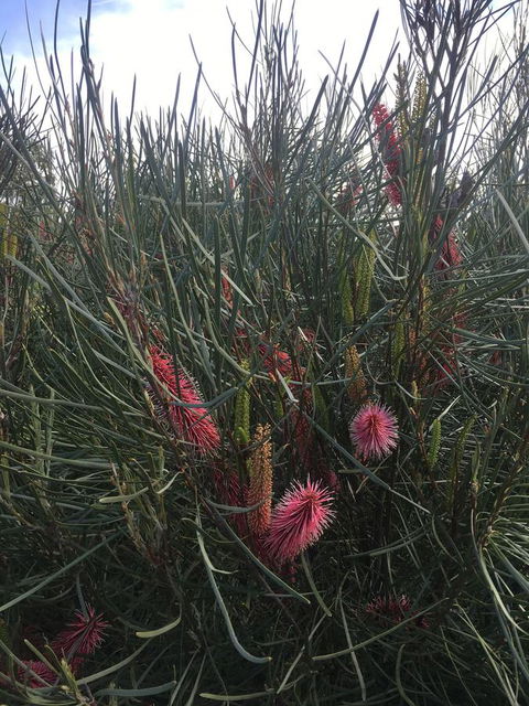 Adelaide Style Accommodation-Close To City-North Adelaide-3 Bdrm- FREE Parking - Accommodation Cooktown 42