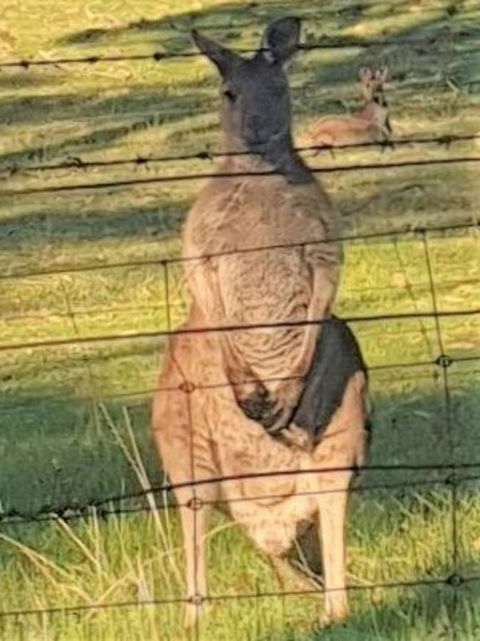 Adelaide Style Accommodation-Close To City-North Adelaide-3 Bdrm- FREE Parking - Accommodation Cooktown 25