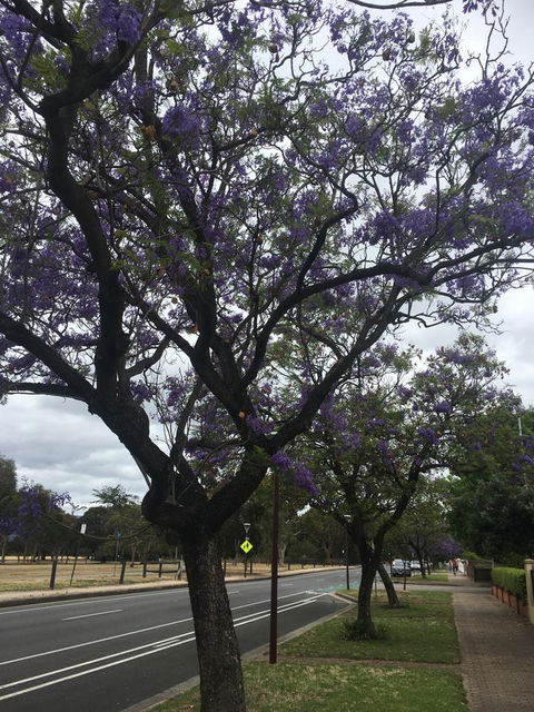 Adelaide Style Accommodation-Close To City-North Adelaide-3 Bdrm- FREE Parking - Accommodation Cooktown 34