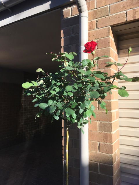 Adelaide Style Accommodation-Close To City-North Adelaide-3 Bdrm- FREE Parking - Accommodation Cooktown 21