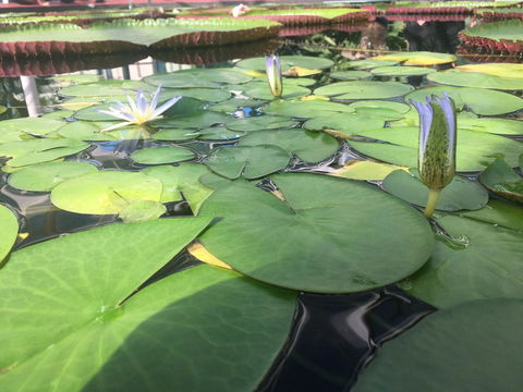 Adelaide Style Accommodation-Close To City-North Adelaide-3 Bdrm- FREE Parking - Accommodation Cooktown 41