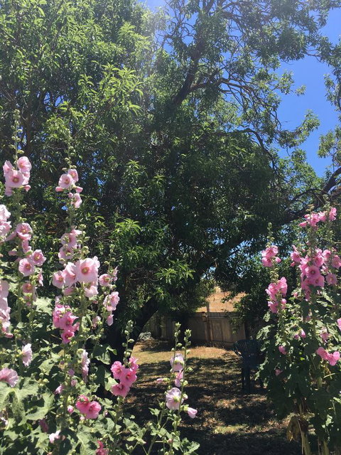Amy\'s House Bed & Breakfast - Accommodation Cooktown 37