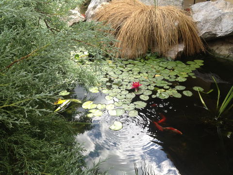 Ten Dollar Town Motel - Accommodation Cooktown 16