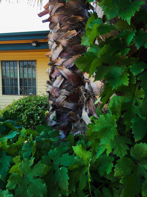 Ten Dollar Town Motel - Accommodation Cooktown 19