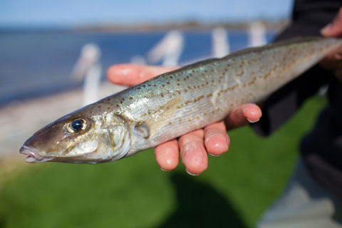 Modra\'s Apartments - Accommodation Cooktown 18