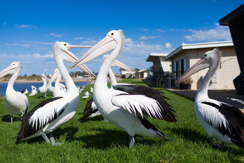 Modra\'s Apartments - Accommodation Cooktown 13