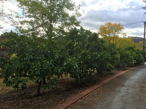 Vineyard Cottage BnB - Accommodation Cooktown 11