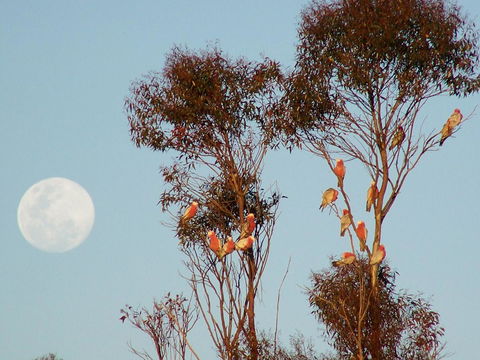 Burra Motor Inn - Accommodation Cooktown 28