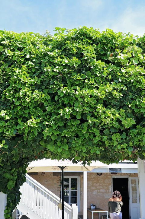 Caledonian Inn - Accommodation Cooktown 21
