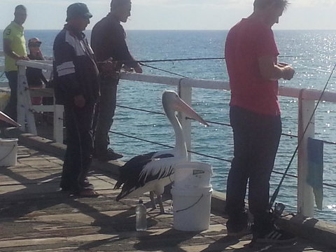 Adelaide Luxury Beach House - Accommodation Cooktown 24