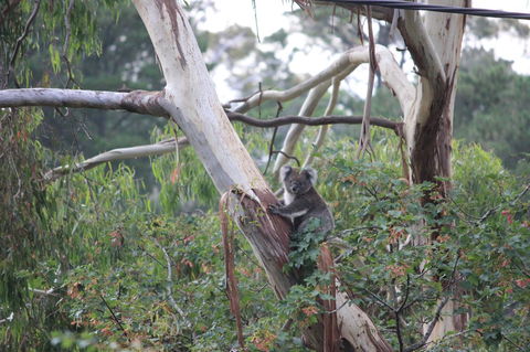 Pirralilla Estate Adelaide Hills - Accommodation Cooktown 24