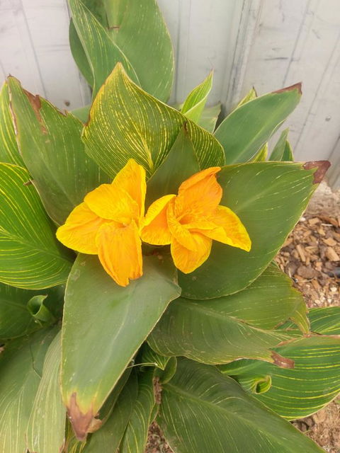 Desert Gum Retreat Gough St - Accommodation Cooktown 20