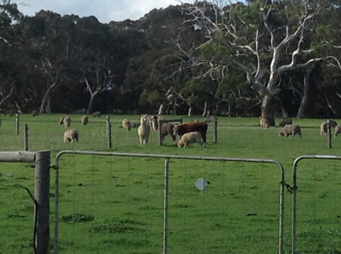 Breakaway Farmstay - Accommodation Cooktown 6