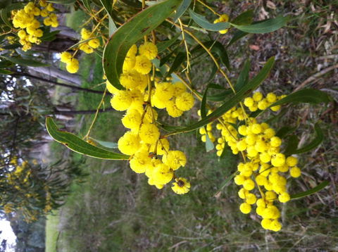 Clare Valley Cabins - Accommodation Cooktown 31