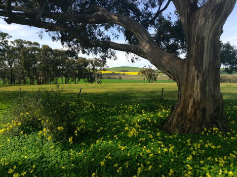 Clare Valley Cabins - Accommodation Cooktown 21