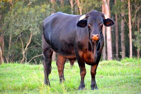 SummerHills Retreat Byron Bay - Accommodation Cooktown 38