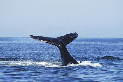 SummerHills Retreat Byron Bay - Accommodation Cooktown 30