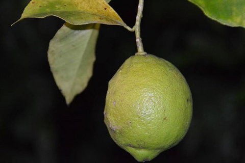 SummerHills Retreat Byron Bay - Accommodation Cooktown 34