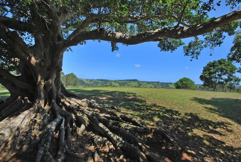 SummerHills Retreat Byron Bay - Accommodation Cooktown 8