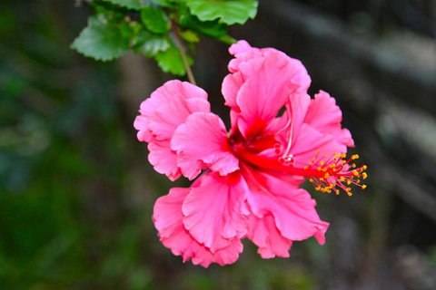 SummerHills Retreat Byron Bay - Accommodation Cooktown 35