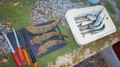 Willygunyah - Accommodation Cooktown 30