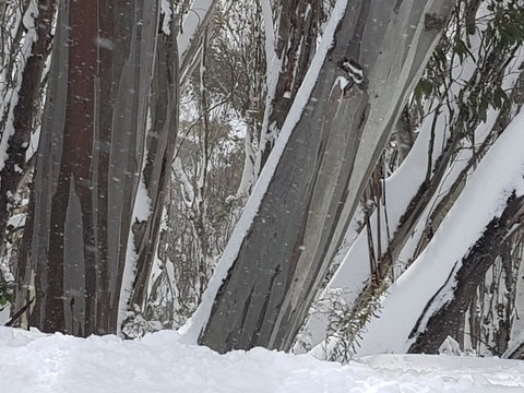 CHILL-OUT - Thredbo - Accommodation Cooktown 30