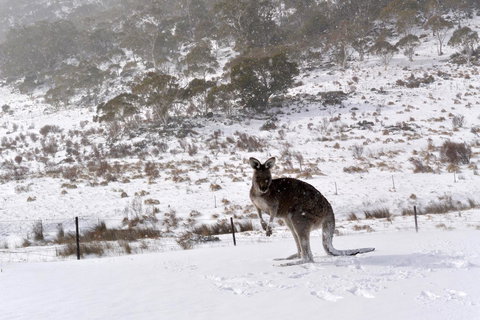 CHILL-OUT - Thredbo - Accommodation Cooktown 27