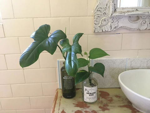 Yallaroo Cottage - Accommodation Cooktown 13
